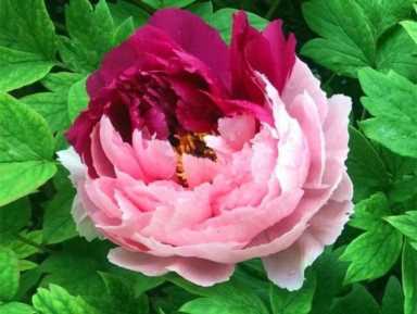 茶花赏完还能做菜，裹面一炸，好吃到停不下来！