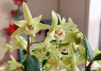 茶花赏完还能做菜，裹面一炸，好吃到停不下来！