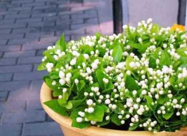 茶花赏完还能做菜，裹面一炸，好吃到停不下来！