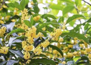 茶花赏完还能做菜，裹面一炸，好吃到停不下来！