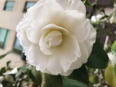 茶花赏完还能做菜，裹面一炸，好吃到停不下来！