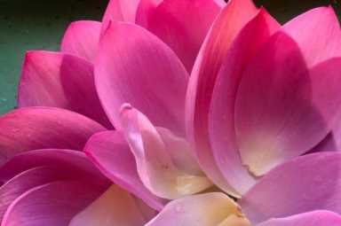 茶花赏完还能做菜，裹面一炸，好吃到停不下来！