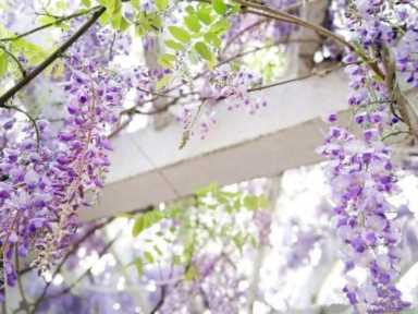 茶花赏完还能做菜，裹面一炸，好吃到停不下来！