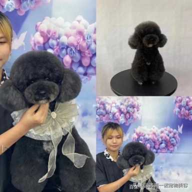 宠物美容学校排行榜前十名,宠物美容学校排行榜