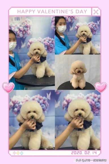 宠物美容学校排行榜前十名,宠物美容学校排行榜