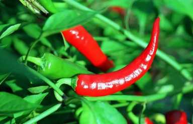 92岁陈可冀院士研究血脂50年，劝告：除肉类外，7种素食嘴下留情