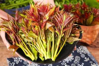 92岁陈可冀院士研究血脂50年，劝告：除肉类外，7种素食嘴下留情