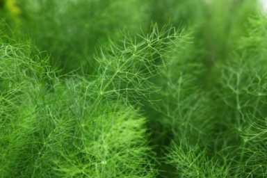 92岁陈可冀院士研究血脂50年，劝告：除肉类外，7种素食嘴下留情