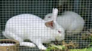 2019年在农村，“养殖兔子”能赚钱吗？养殖户为你解析