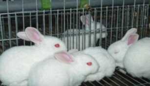 2019年在农村，“养殖兔子”能赚钱吗？养殖户为你解析