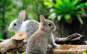 2019年在农村，“养殖兔子”能赚钱吗？养殖户为你解析