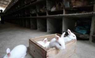 2019年在农村，“养殖兔子”能赚钱吗？养殖户为你解析