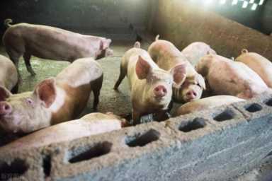 养殖业什么最赚钱农村