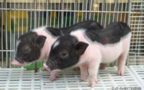 猪肉养殖业目前的行业现状,、投资需要多少钱