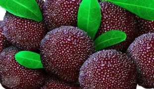 杨梅早熟品种和晚熟品种,最甜的杨梅是什么品种插图3 杨梅早熟品种和晚熟品种,最甜的杨梅是什么品种