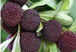 杨梅早熟品种和晚熟品种,最甜的杨梅是什么品种插图5 杨梅早熟品种和晚熟品种,最甜的杨梅是什么品种