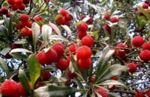 杨梅早熟品种和晚熟品种,最甜的杨梅是什么品种插图7 杨梅早熟品种和晚熟品种,最甜的杨梅是什么品种