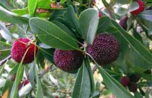 杨梅早熟品种和晚熟品种,最甜的杨梅是什么品种插图11 杨梅早熟品种和晚熟品种,最甜的杨梅是什么品种