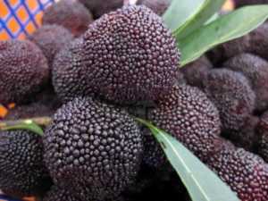 杨梅早熟品种和晚熟品种,最甜的杨梅是什么品种插图9 杨梅早熟品种和晚熟品种,最甜的杨梅是什么品种