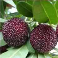 杨梅早熟品种和晚熟品种,最甜的杨梅是什么品种插图15 杨梅早熟品种和晚熟品种,最甜的杨梅是什么品种