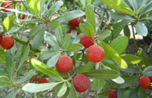 杨梅早熟品种和晚熟品种,最甜的杨梅是什么品种插图17 杨梅早熟品种和晚熟品种,最甜的杨梅是什么品种