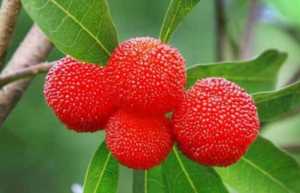 杨梅早熟品种和晚熟品种,最甜的杨梅是什么品种插图13 杨梅早熟品种和晚熟品种,最甜的杨梅是什么品种