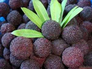 杨梅早熟品种和晚熟品种,最甜的杨梅是什么品种插图21 杨梅早熟品种和晚熟品种,最甜的杨梅是什么品种