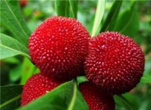 杨梅早熟品种和晚熟品种,最甜的杨梅是什么品种插图19 杨梅早熟品种和晚熟品种,最甜的杨梅是什么品种