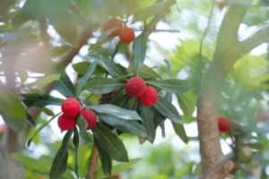 杨梅早熟品种和晚熟品种,最甜的杨梅是什么品种插图25 杨梅早熟品种和晚熟品种,最甜的杨梅是什么品种