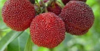 杨梅早熟品种和晚熟品种,最甜的杨梅是什么品种插图29 杨梅早熟品种和晚熟品种,最甜的杨梅是什么品种