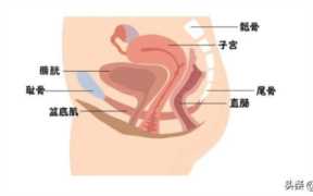 盆底肌修复的最佳方法,最佳恢复盆底肌的方法