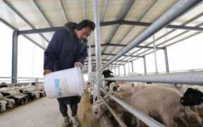 回本最快的养殖业,农村养殖创业经营为致富之道