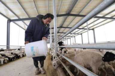 新华全媒+|“羊倌”致富记