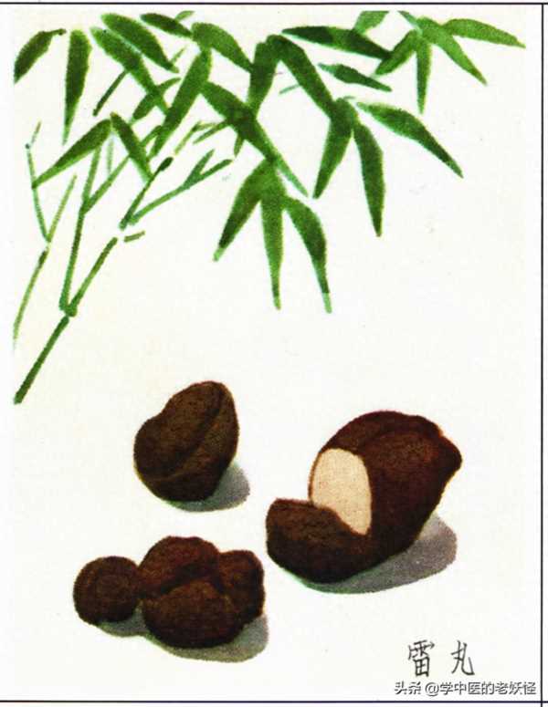 雷丸使用方法,雷丸的用法与用量