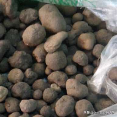 雷丸使用方法,雷丸的用法与用量