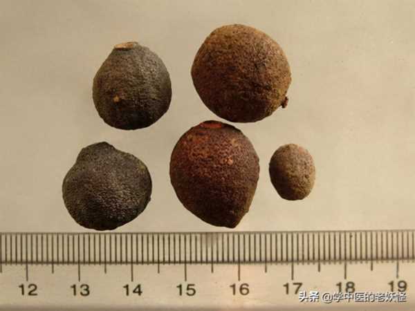 雷丸使用方法,雷丸的用法与用量