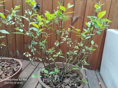 地栽蓝莓苗哪里有卖,蓝莓苗有什么品种