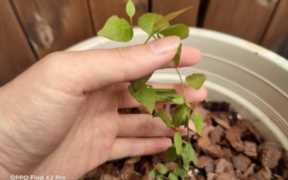 地栽蓝莓苗哪里有卖,蓝莓苗有什么品种
