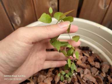 地栽蓝莓苗哪里有卖,蓝莓苗有什么品种