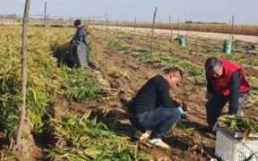 昌邑石埠大姜价格,昌邑昆福大姜市场今日价格