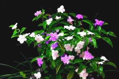 鸳鸯苗怎么养好养,鸳鸯茉莉扦插繁殖方法