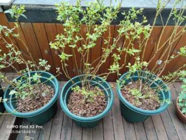 地栽蓝莓苗哪里有卖,蓝莓苗有什么品种