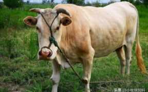 在家里养牛怎么养,养牛最好的方法怎么养牛