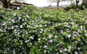 鸳鸯苗怎么养好养,鸳鸯茉莉扦插繁殖方法