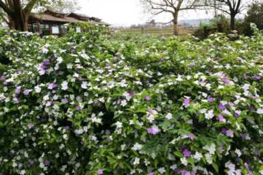 鸳鸯苗怎么养好养,鸳鸯茉莉扦插繁殖方法