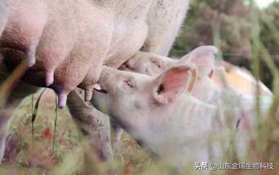 太湖小母猪的饲养方法,母猪是怎么饲养和管理