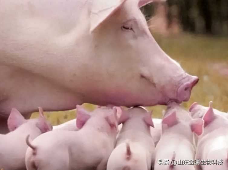太湖小母猪的饲养方法,母猪是怎么饲养和管理