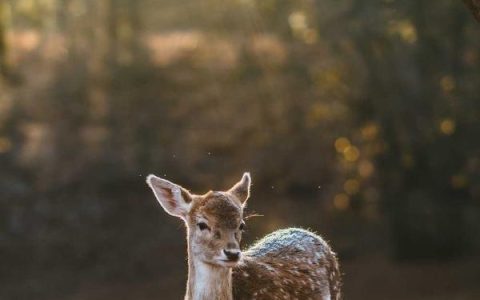 央视网上商城是真的吗，央视购物和其他电商平台有什么区别