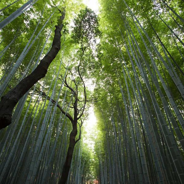贝因美官网怎么找,怎么辨别贝因美奶粉真假插图1 贝因美官网怎么找